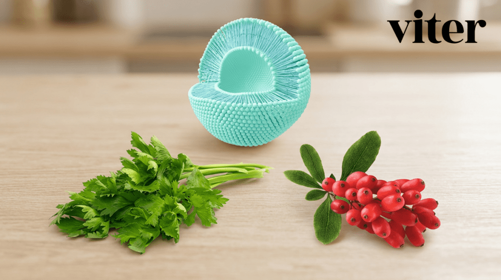 알파식이섬유의 주 핵심 성분인 파이베린과 치커리 그리고 알파CD