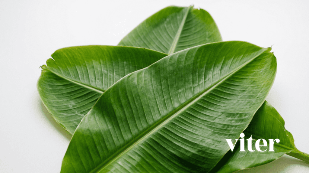 혈당조절 영양소 바나바잎 추출물이 함유된 신선한 초록색 바나나 잎