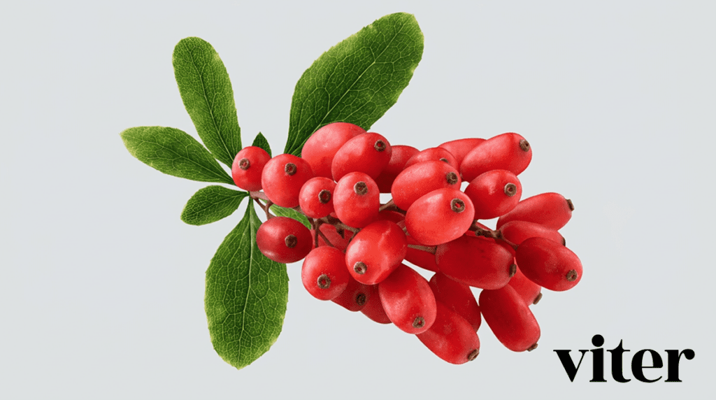 혈당조절 영양소 베르베린의 원료인 붉은 메자나무열매