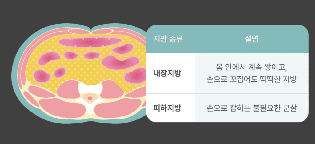 내장지방과 피하지방 차이