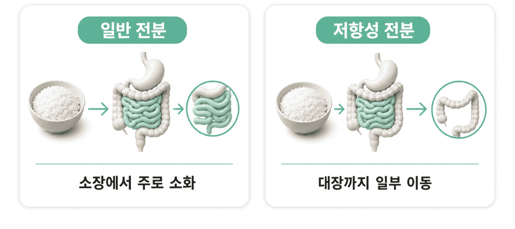 일반 전분은 소장에서 주로 소화되고 저항성 전분은 대장까지 일부 이동하는 소화 과정을 비교한다.